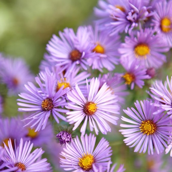 Meet your Posher, Faye - Picture 2 of 3